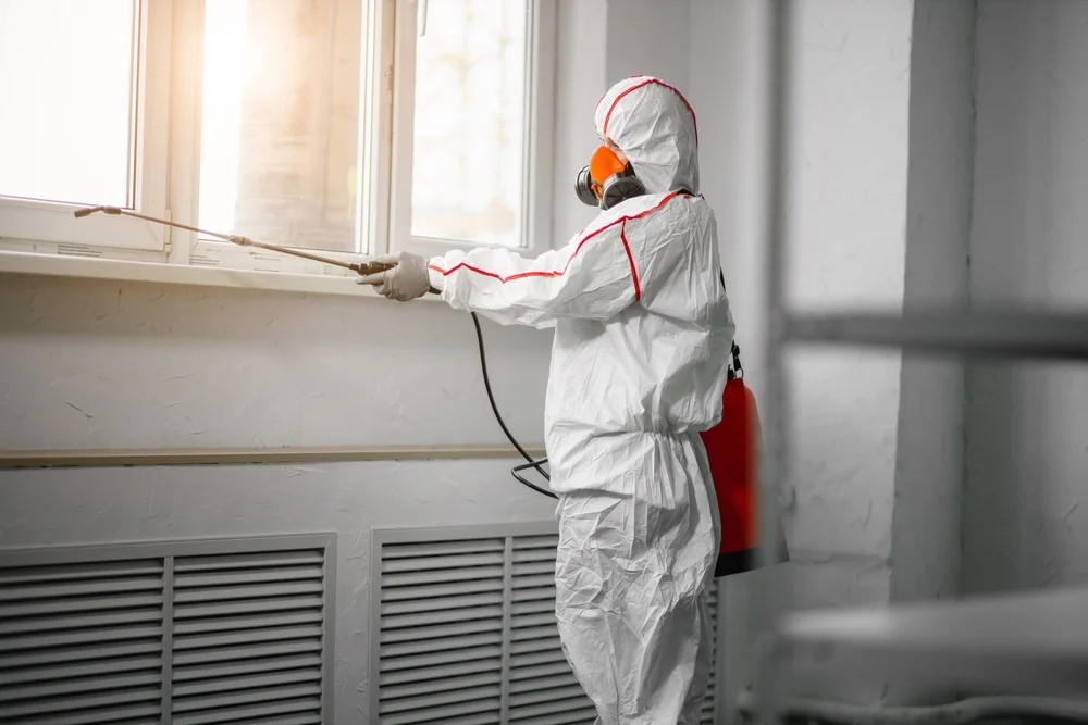 Professional mold remediation services in Kimball, MN